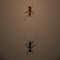   The Ant Arena